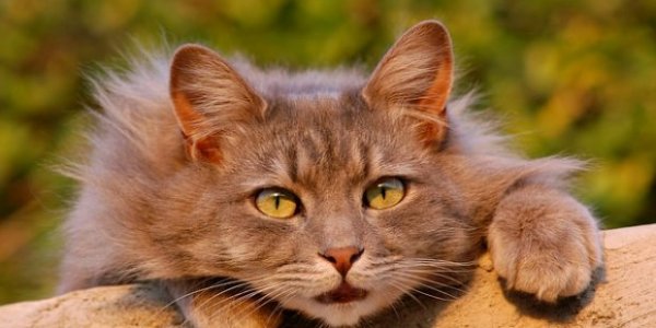 cat 401124 640