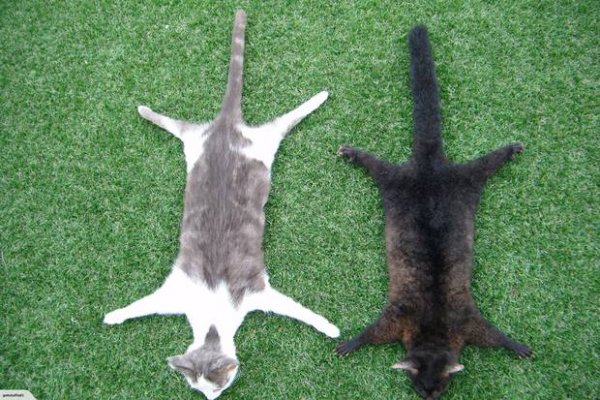 cat skin rug 2018031802