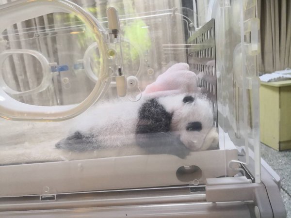 chengdu panda research base 3
