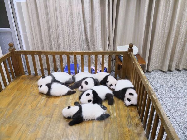 chengdu panda research base 4