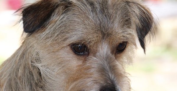dog 2087933 640