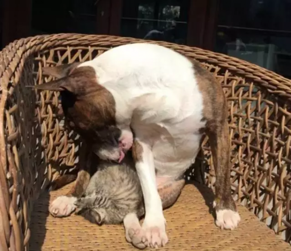 dog and cat