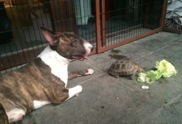 dog and turtle