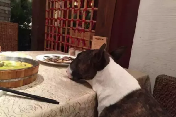 dog eating