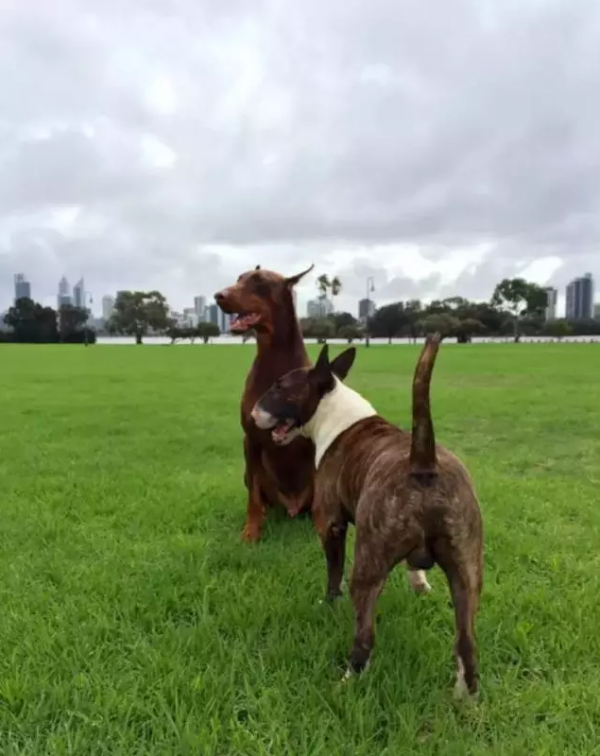 dog in Australia