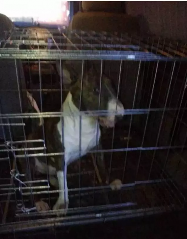 dog sending away 2
