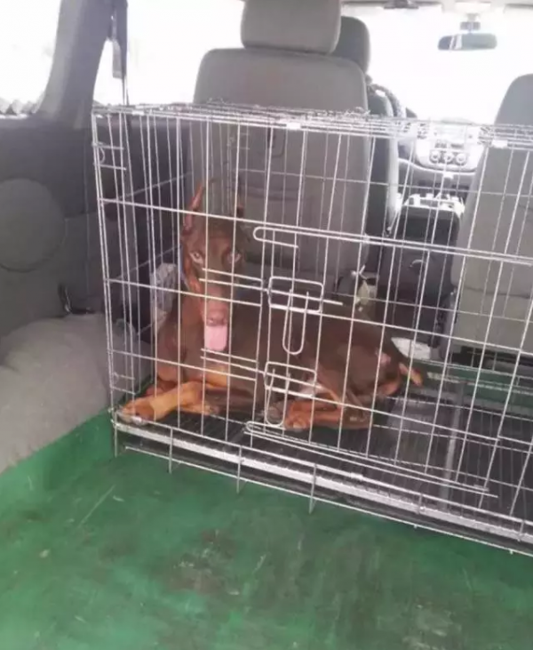 dog sending away 3