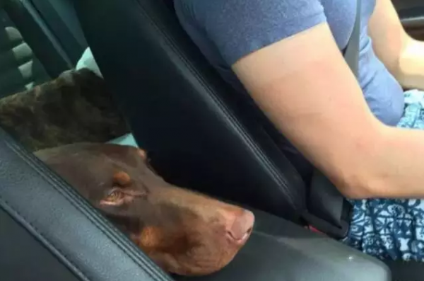 dog sending away