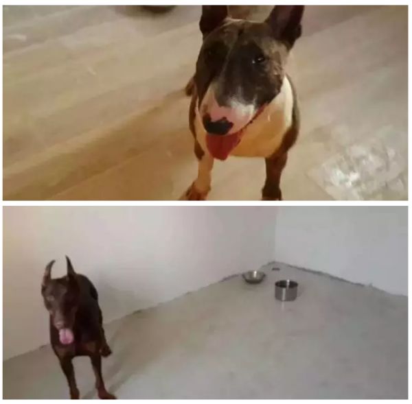 dog sending away 4