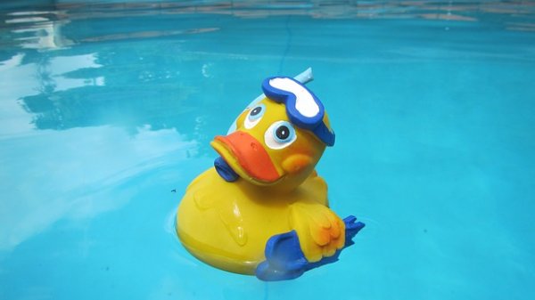 duck 864706 640