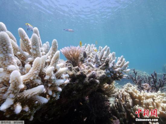 澳洲大堡礁珊瑚白化趋严重 悉尼附近水域受影响