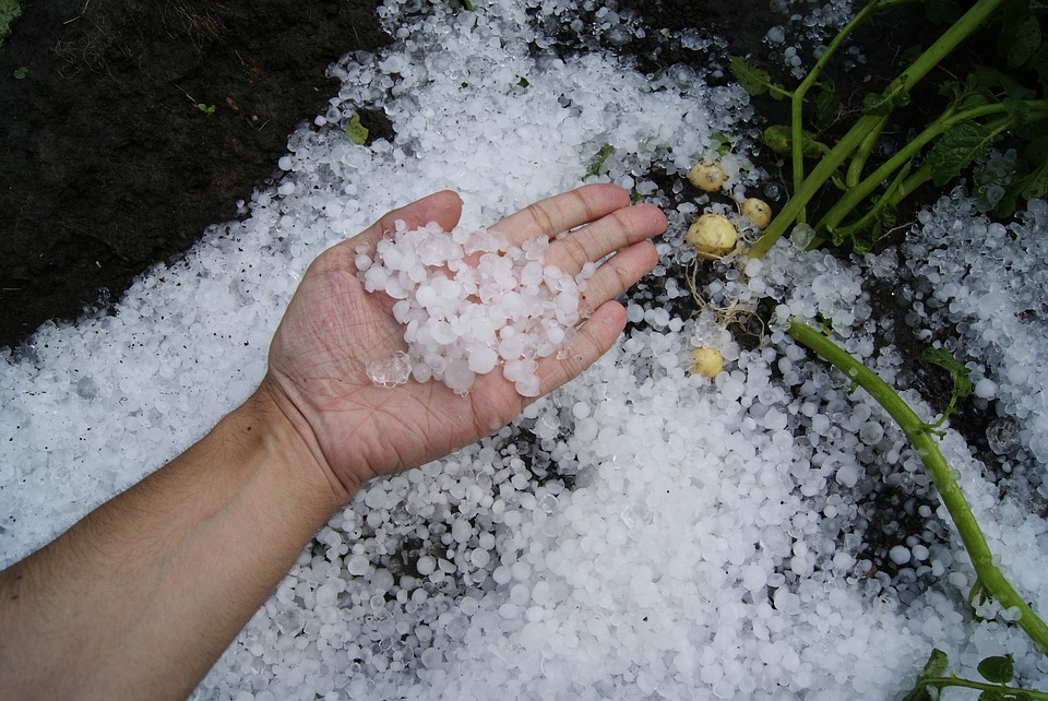 多地风雨交加下冰雹，奥克兰未来5天全是雨雨雨！