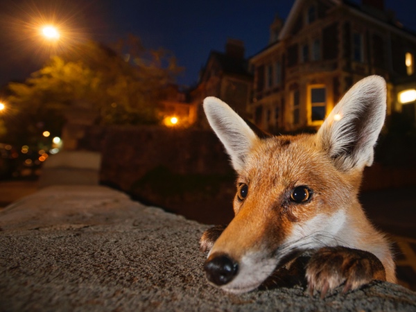 fox