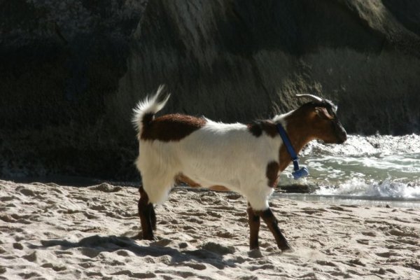 hahei holiday 083