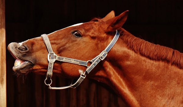horse 1704624 1280
