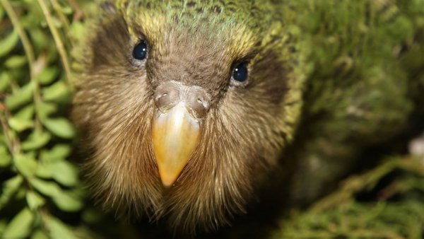 kakapo chick dianne mason hero