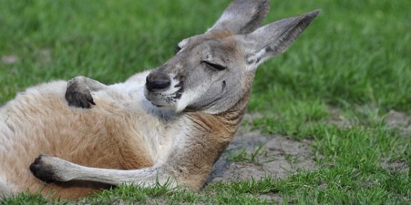 kangaroo 1995843 640