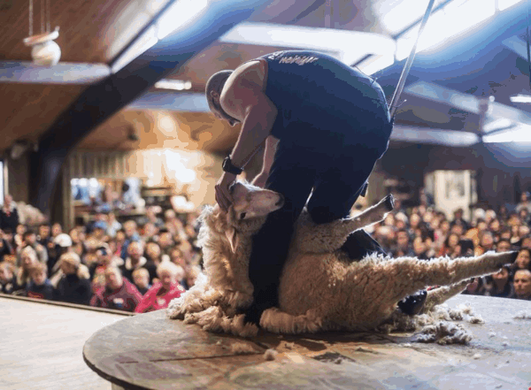 loving rotorua 4