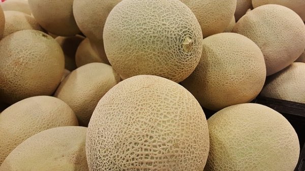 melon 1388338 640