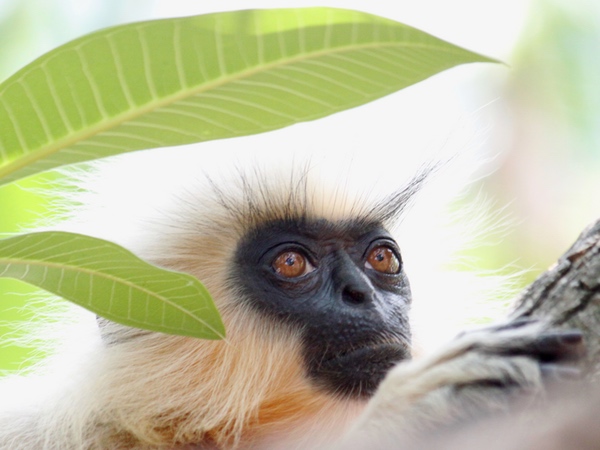 monkey
