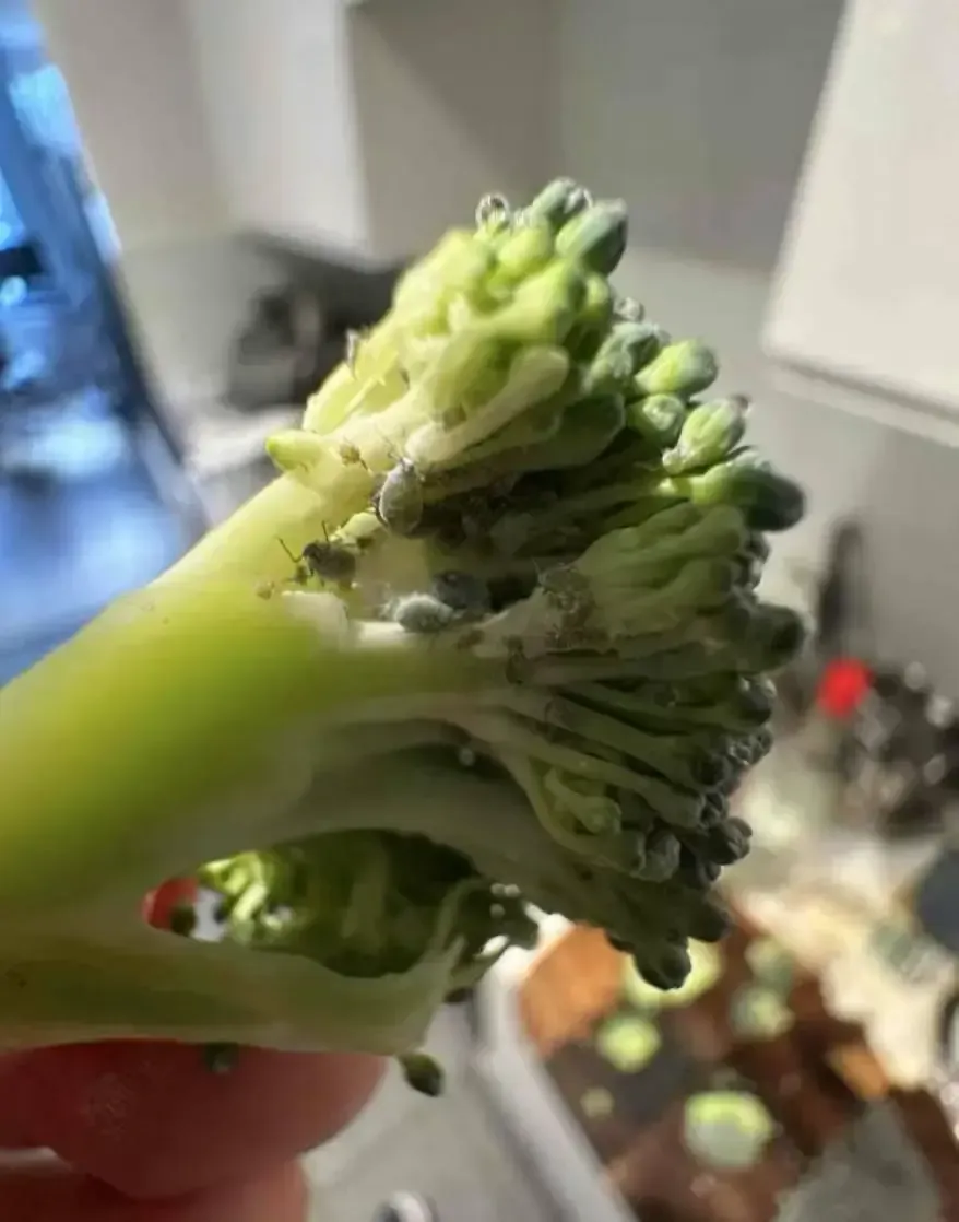 你以为很干净,实则越洗越脏的 5 种食物
