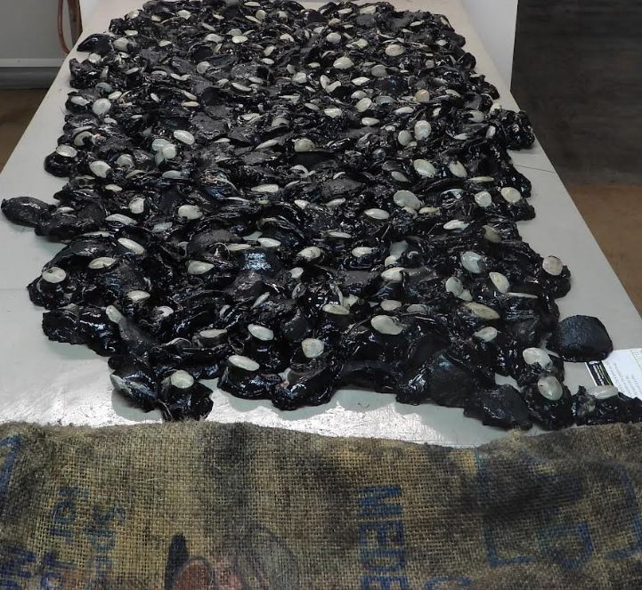 新西兰男子挖1869只黑金鲍!车船被没收,被判10个月居家监禁,300小时社区劳动