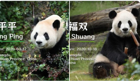 时隔近两年,大熊猫重返亚特兰大!“平平”“福双”抵美,开启10年旅居生活