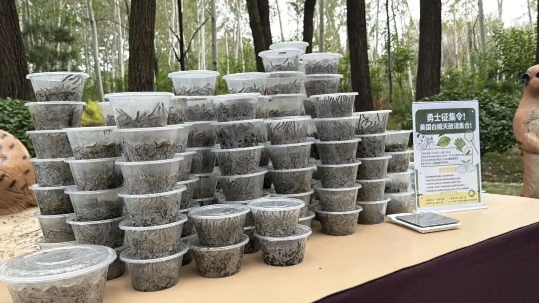 抓毛毛虫大赛,抓4000条仅排第二名?重要提醒——