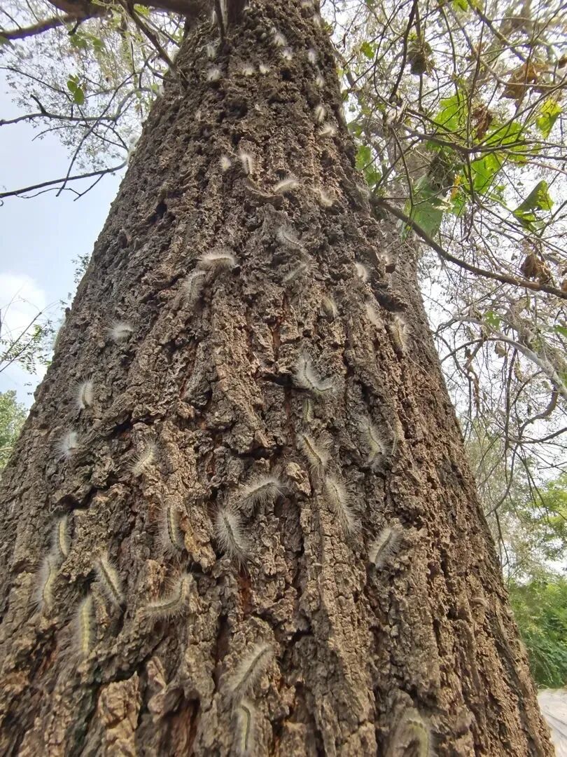 抓毛毛虫大赛,抓4000条仅排第二名?重要提醒——