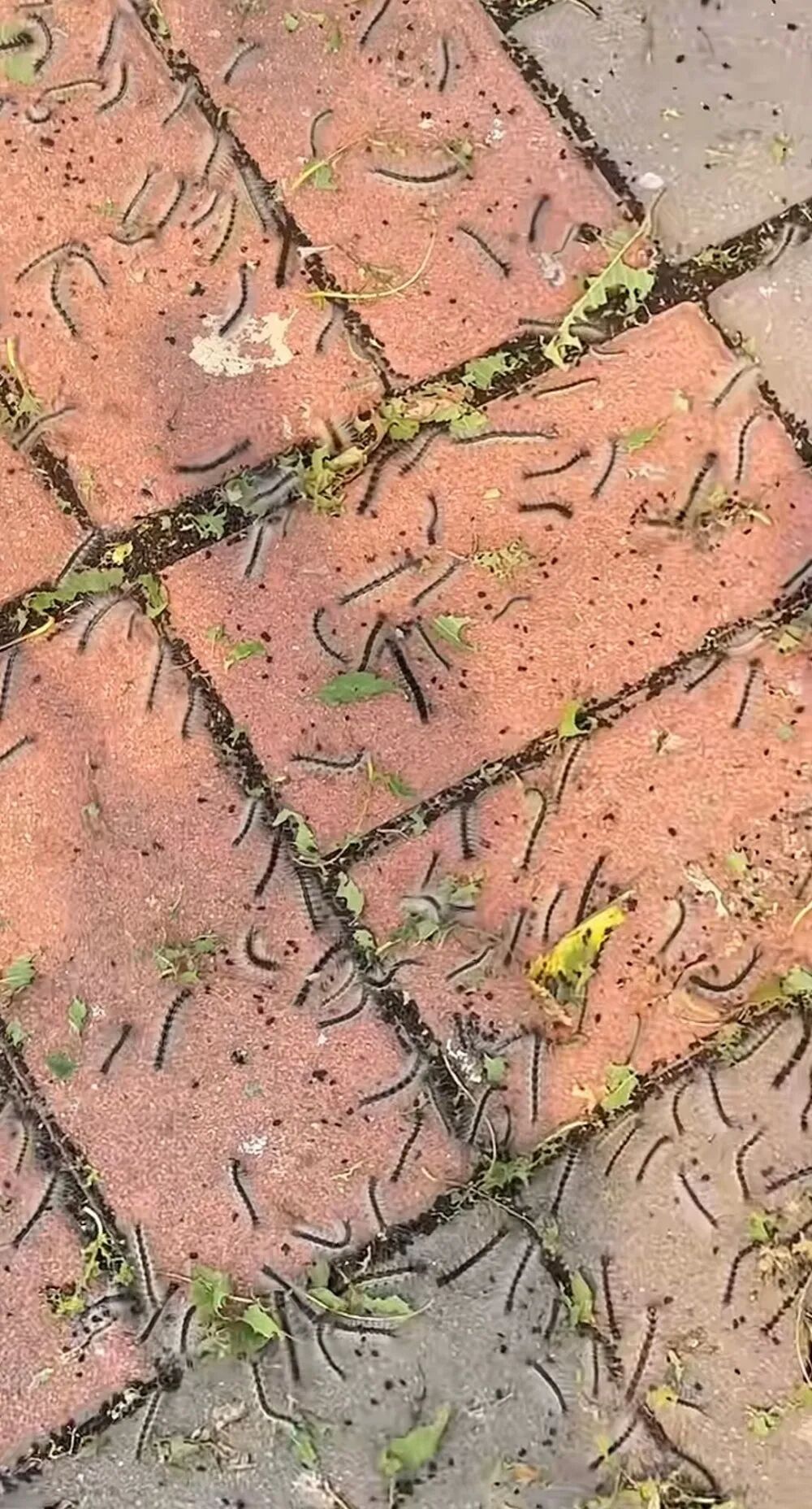 抓毛毛虫大赛,抓4000条仅排第二名?重要提醒——