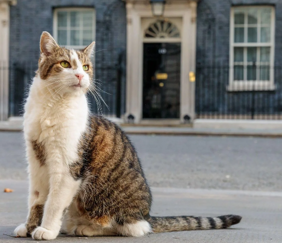熬走六任首相,“英国第一猫”紧急接受手术!在唐宁街15年,英国人都担心坏了...