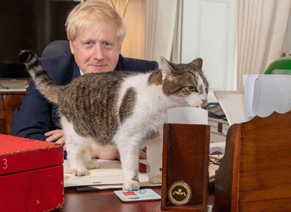 熬走六任首相,“英国第一猫”紧急接受手术!在唐宁街15年,英国人都担心坏了...