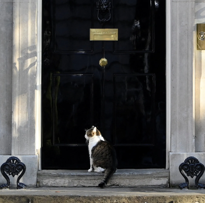 熬走六任首相,“英国第一猫”紧急接受手术!在唐宁街15年,英国人都担心坏了...