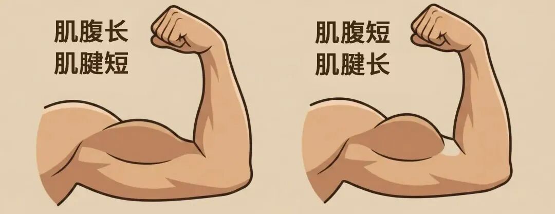 能练出“薄肌”的人,都有这4个特征