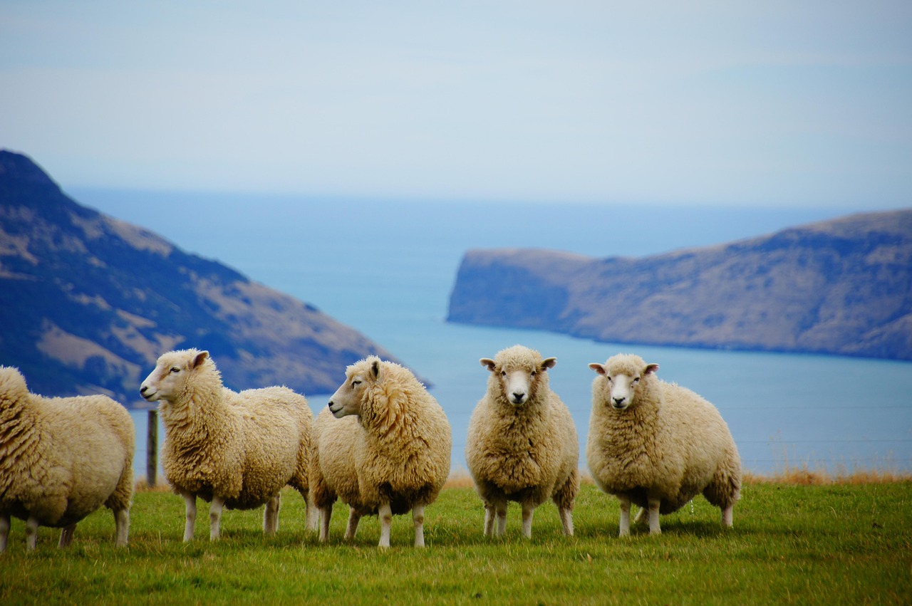 new-zealand-225540_1280