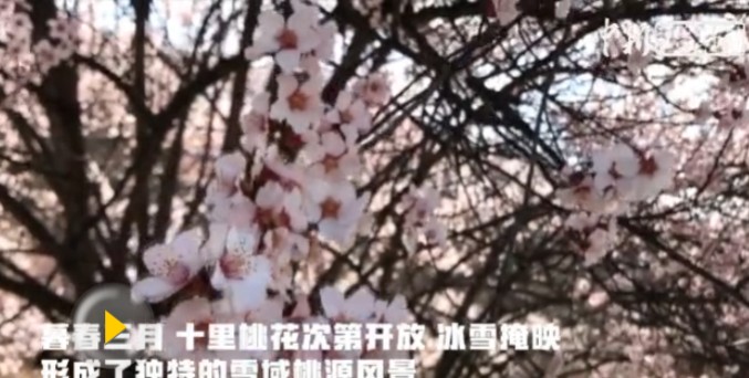 美哉林芝！雪域江南桃花夭夭