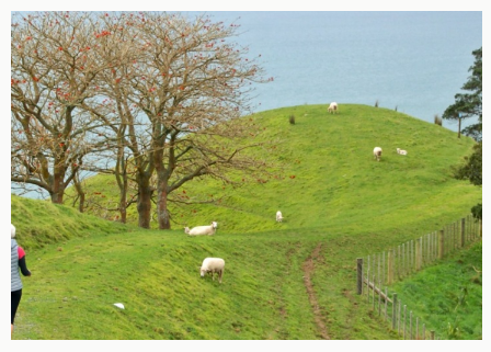 pet lambs in spring2.