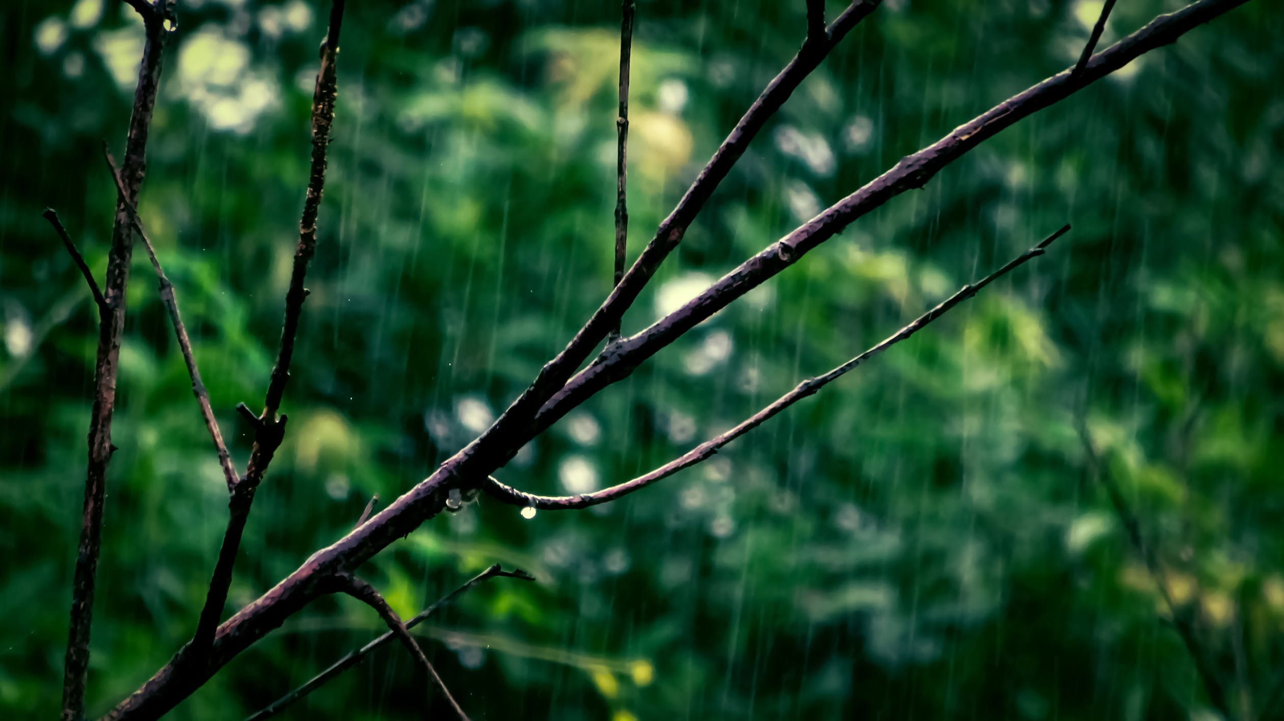 周末奥克兰暴雨来袭！黄老板演唱会会受影响吗？