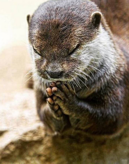 pray
