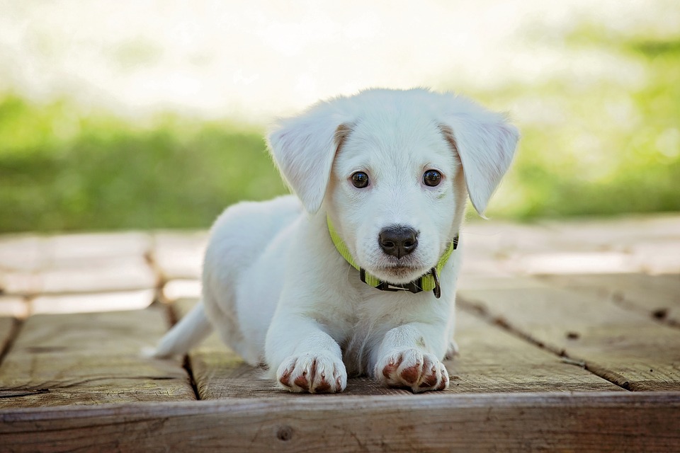 世卫组织：宠物犬与新冠病毒传播无密切关联