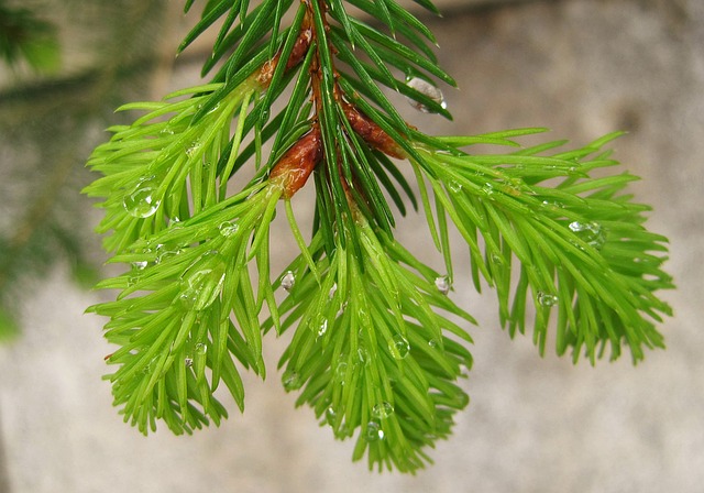 元旦开始持续降雨 赶紧享受三日晴天吧