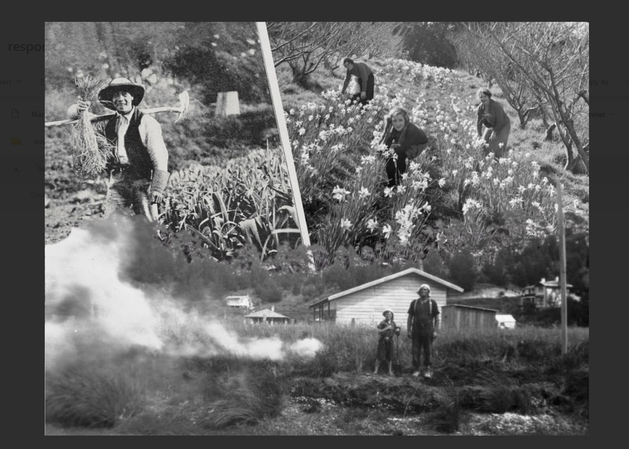 reponse-62-growing-out-west-how-migrants-fed-auckland