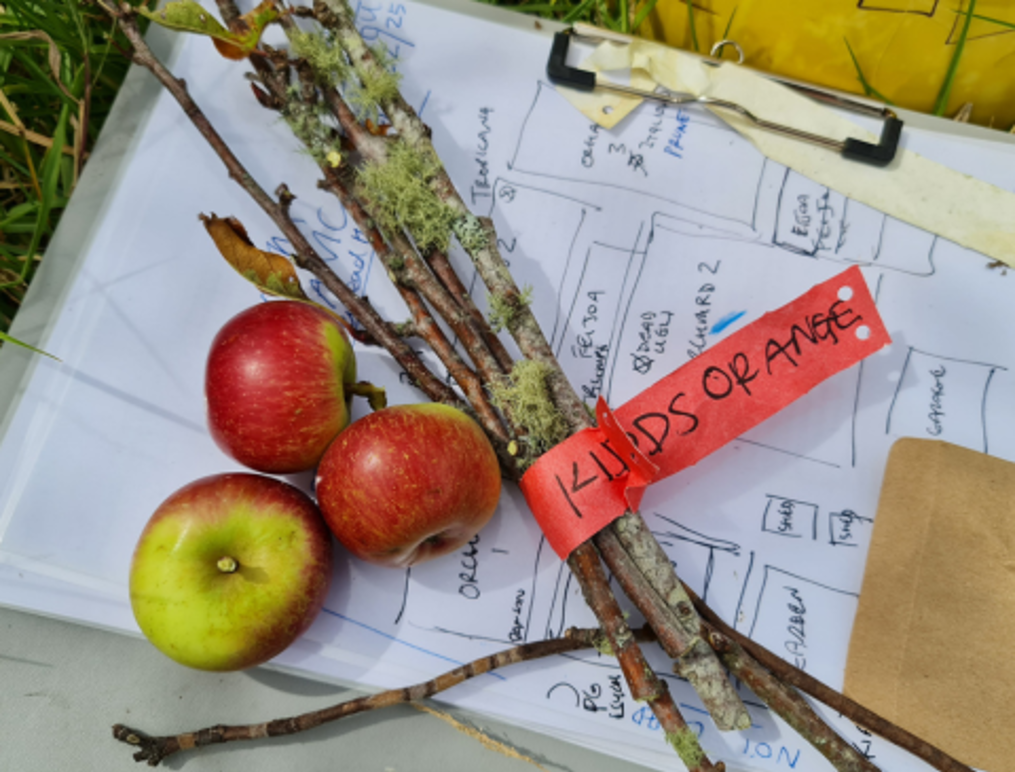response-165-kai-rākau-heritage-food-tree-tour-bbq-picnic
