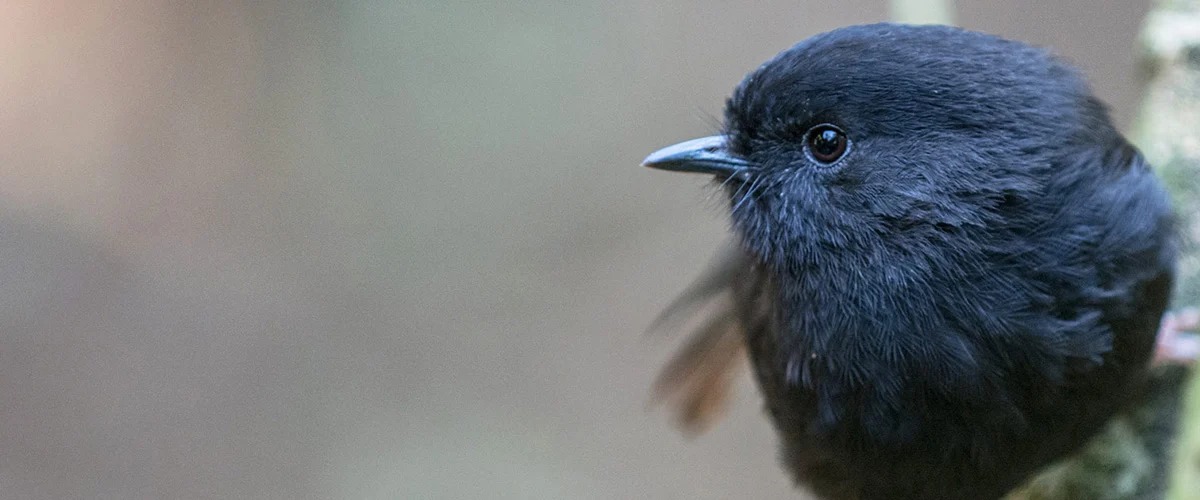 robin-cta