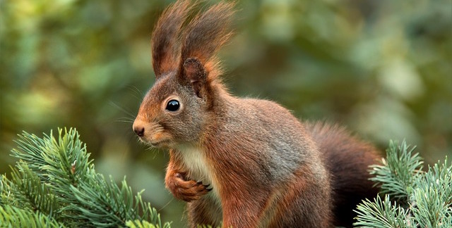 squirrel 619968 640