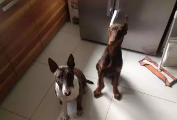 two dogs 1 two dogs 1