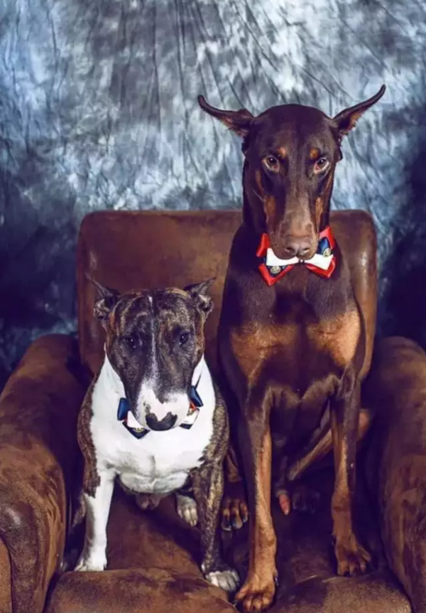 two dogs 2