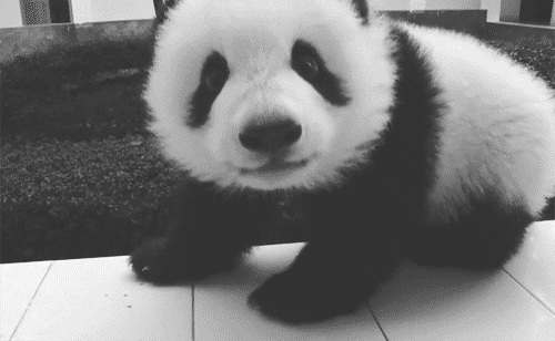 敲可爱滴熊猫萌宝 网友从成都现场发来照片哟~~
