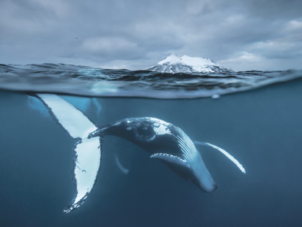 whaleing