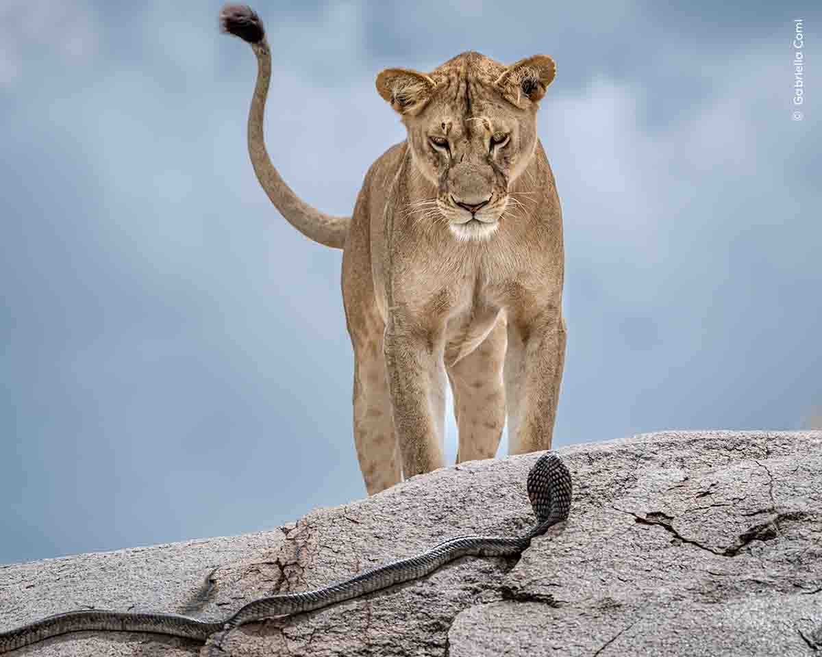 wpy-61-first-look-lion-gabriella-comi-two-column.jpg.thumb.1920.1920.png